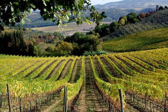 Tour para Degustar los Vinos de la Toscana (Greve en Chianti)-1