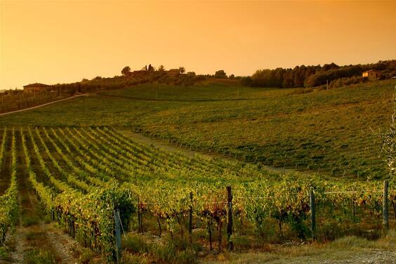 Tour para Degustar los Vinos de la Toscana (Greve en Chianti)-5